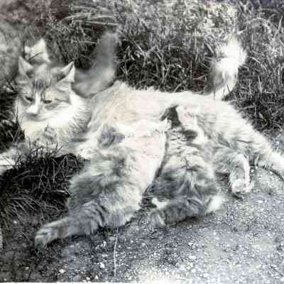 Mama cat and kittens.