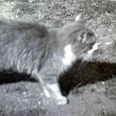 A cat and it's shadow.