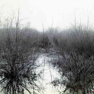 A marsh