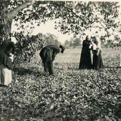 The Heywood's picking chestnuts on their property.