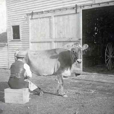 John Bunting milking a cow