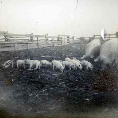 Pigs in Pen
