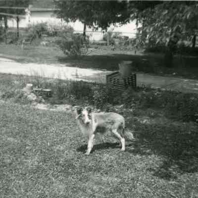 Lassie