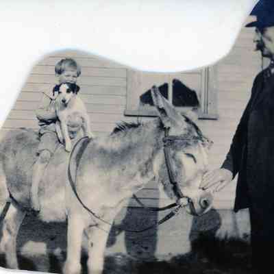 Donkey & Wagon Rides