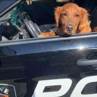 Zeke - Police therapy dog