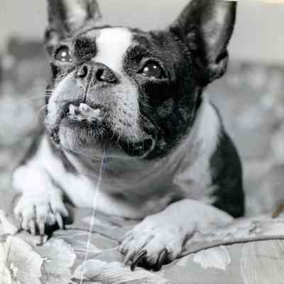 Grace Peters dog, Mugs