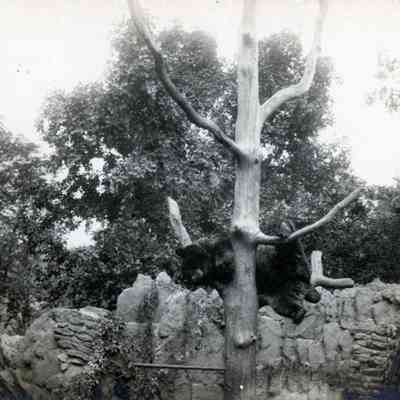 Lincoln Park Zoo in Chicago, Illinois.