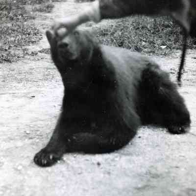 Feeding a bear at Yellowstone National Park in Wyoming.