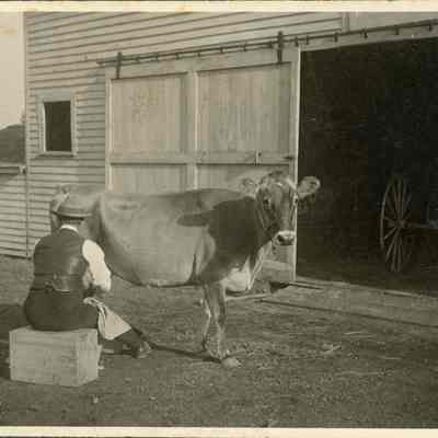 John Bunting milking a Cow.