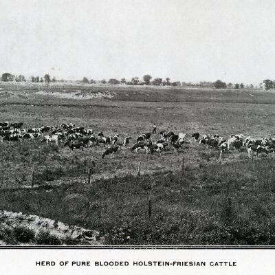 Herd of Holstein-fresian Cattle