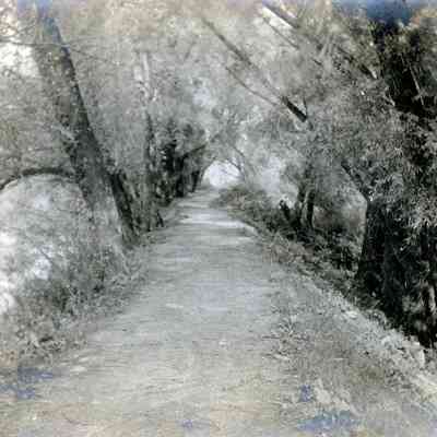 Lover's Lane, Northville Michigan on Aug. 26, 1900.