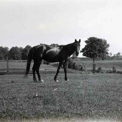 Horses in Pasture