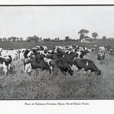 Holstein Dairy Herd