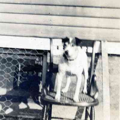 Roper's Dog in Spring of 1912.