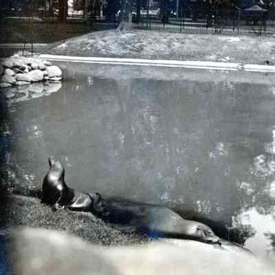 Seals at the Belle Isle Zoo on Belle Isle in Detroit on Aug. 18, 1914.