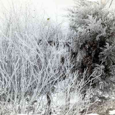 Icicles on plants in the wintertime.