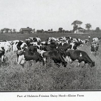 Part of Holstein Fresian Dairy Herd
