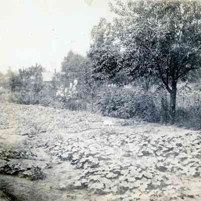 Flowers at the Warner's Farm.