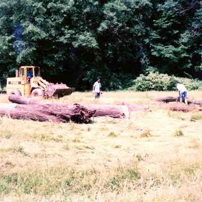 logs pulled out of river
