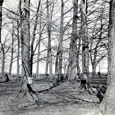 Ammon Warner Sugar Bush