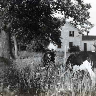 Cows in Pasture