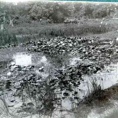 Scene on Collins' Farm in Van Buren Twp in Wayne Co, Michigan on July of 1900.