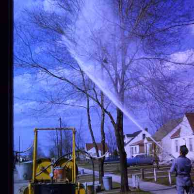 DPW spraying trees
