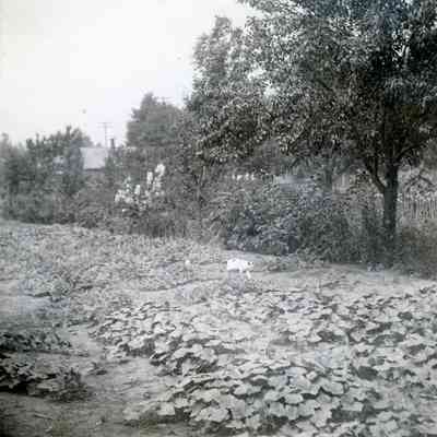 Flowers at the Warner's Farm.