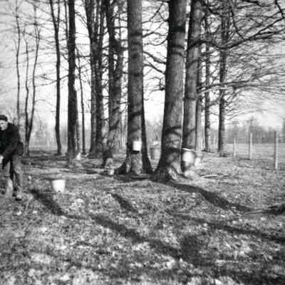 Carpenter Sugar Bush
