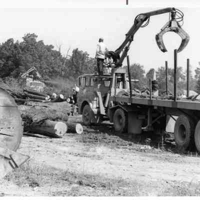 D.P.W workers moving large tree trunks.