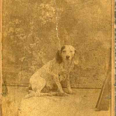 Diynes Dog