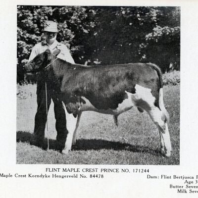 Dairy Cow