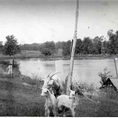 Goats, Lake and Windmill