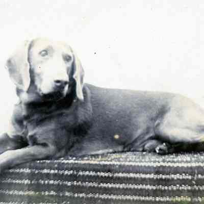 Warner Dog