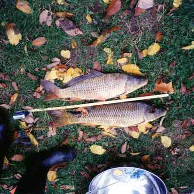 Fish caught in Rouge River 1996