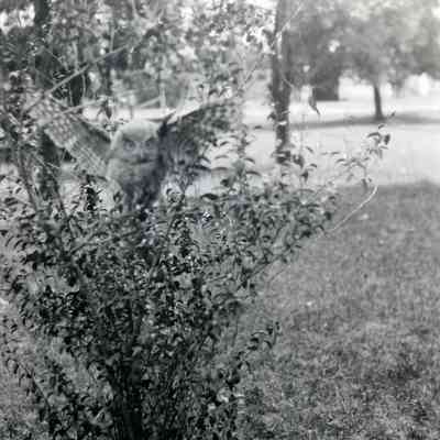 Owl in a bush.