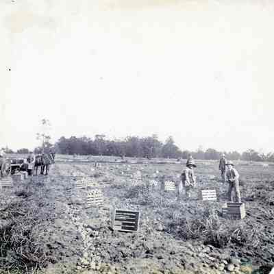 Picking Potatoes