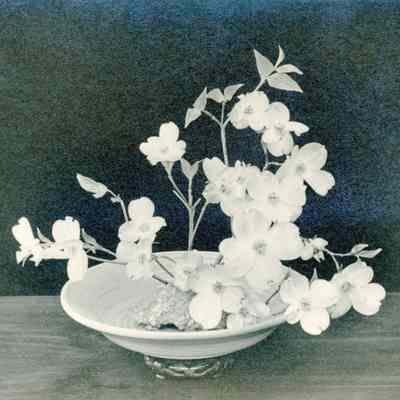 " Pink Dogwood"