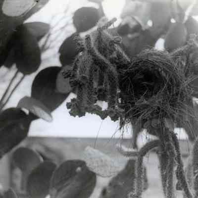 Cactus - Bird's Nest in Cholla - San Xavier del Bac Mission founded in 1700