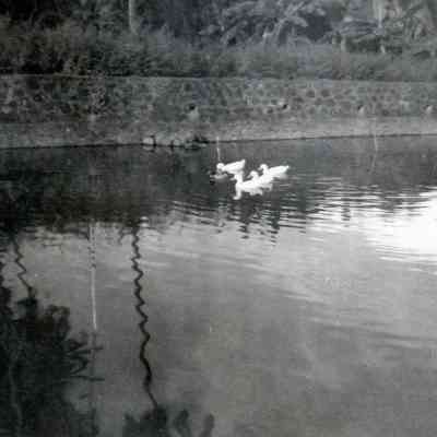 Ducks on a pond at Rockaway.