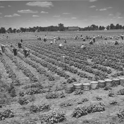 Inmates working the farm