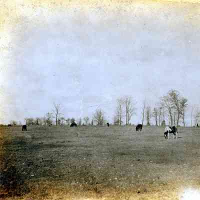 Watkins Pony Farm in Birmingham, Michigan.