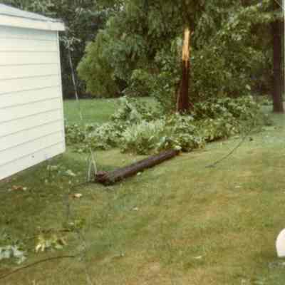 Broken tree at Mollie Goudy's.