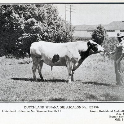 Dairy Cow