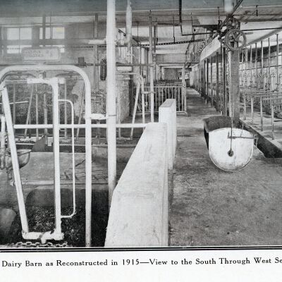 Inside Dairy barn 1915
