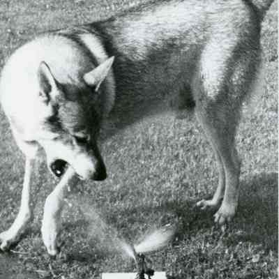 Harry Giza's dog.