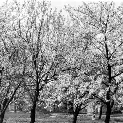 Cherry trees in the front yard of the Warner House.