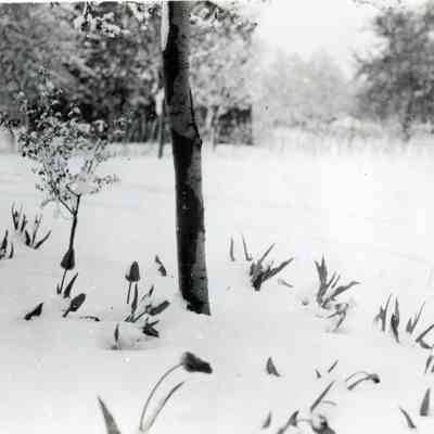 Snowstorm in May of 1924 covering the tulips in the yard of the Warner Home on Michigan Ave.