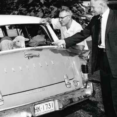 Al Hill and Clarence Carpenter feeding sheep