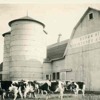 Holstein cattle Barn